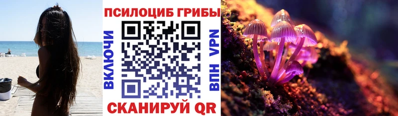 закладки  Кольчугино  Псилоцибиновые грибы Psilocybe 